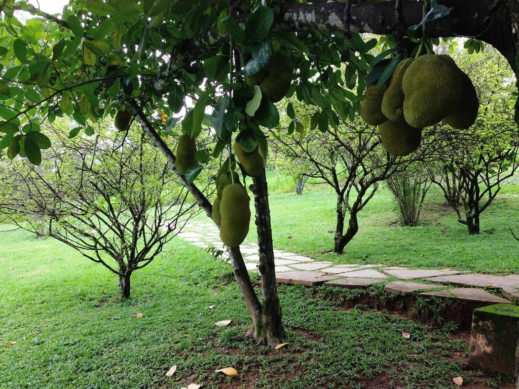 Aguas Vivas Hotel Fazenda Pirenopolis Ngoại thất bức ảnh